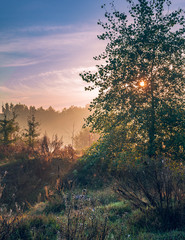 Morning nature in sunlight and dew