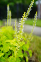 Beautiful leaves with white flowers of Coleus (Solenostemon scutellarioides). Plectranthus, known as coleus