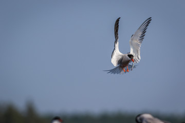 Arctic Tern (Sterna paradisaea) in flight with fish on a summer morning in Maine