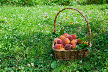 wicker straw basket with many peach.
