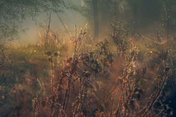 Morning nature in sunlight and dew