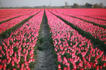 Crédence de cuisine en verre imprimé Roze Champ de tulipes roses aux Pays-Bas