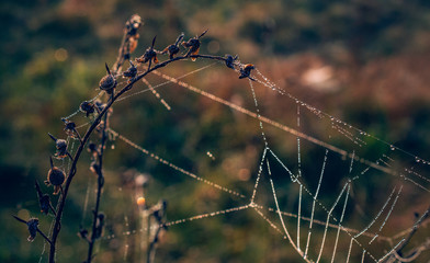 Morning nature in sunlight and dew