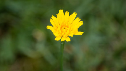 Gelbe Blume