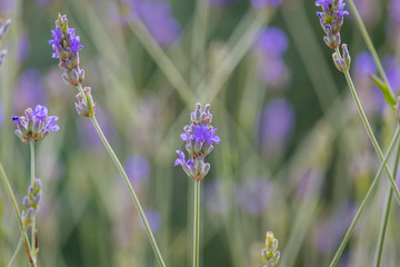 Lavendel