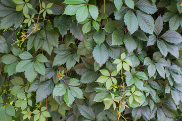 Green fence from the leaves of girlish grapes. ornamental plant for landscape design. Climbing plants for hedge, fence or wall decoration.