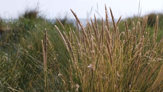 Strandhafer und Gras am Strand mit Meer im Hintergrund
