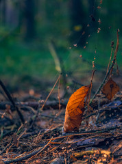 Autumn woods