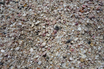 Sand beach with seashells