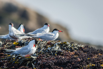 Arctic Terns (Sterna paradisaea) on a summer morning in Maine