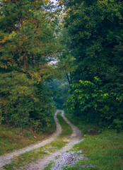 Autumn woods
