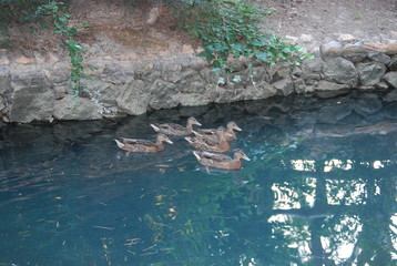 Five Sibling Ducks in Lake