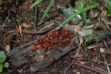 Colony of pyrrhocoris apterus or firebugs on tree trunk