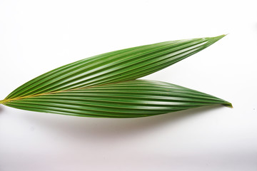 green leaves isolated on white