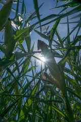 Looking Towards the Sun from a Corn Field