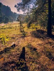 Autumn woods