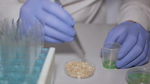Laboratory assistant in laboratory of food quality. Research of GMO wheat in laboratory. Doctor is conducting an experiment to change genome of  wheat sprout. Creating a genetically modified plant.