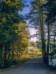 Autumn woods