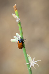 Mylabris duodecimpunctata. Beetle with 12 black dots in their natural environment.