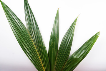 green coconut leaves on white background