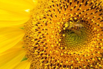 Honey Bee pollinator sunflower.