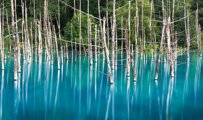 Fototapeta na wymiar Japan abstract tree in blue pond
