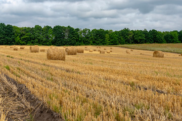  Mown wheat field on a sunny summer day