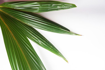 abstract background with green leaves