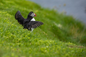Atlantic Puffins (Fratercula arctica) on Mykines, Faroe Islands. Denmark. Europe