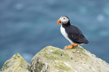 Atlantic Puffins (Fratercula arctica) on Mykines, Faroe Islands. Denmark. Europe