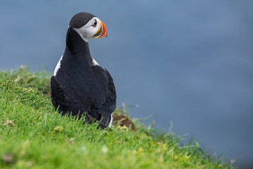 Atlantic Puffins (Fratercula arctica) on Mykines, Faroe Islands. Denmark. Europe