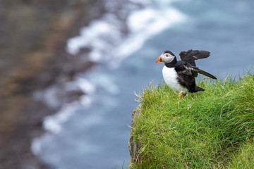 Atlantic Puffins (Fratercula arctica) on Mykines, Faroe Islands. Denmark. Europe