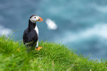 Atlantic Puffins (Fratercula arctica) on Mykines, Faroe Islands. Denmark. Europe