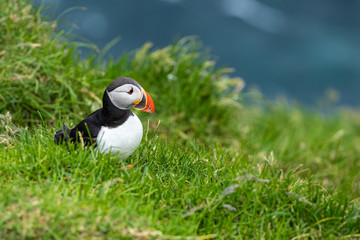 Atlantic Puffins (Fratercula arctica) on Mykines, Faroe Islands. Denmark. Europe