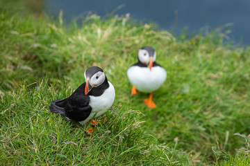 Atlantic Puffins (Fratercula arctica) on Mykines, Faroe Islands. Denmark. Europe