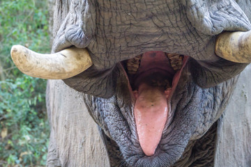 The inside of an elephants mouth with tongue and teeth