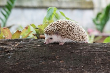 hedgehog in forest, Dwraf hedgehog on stump, Young hedgehog on timber wiith eye contact,Natural background