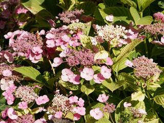 Hortensias roses &agrave; feuilles plates (Hydrangea macrophylla)