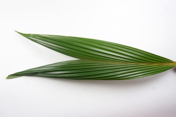 green coconut leaves isolated on white background