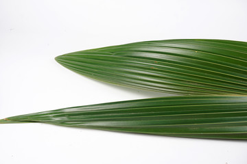 green coconut leaves isolated on white background