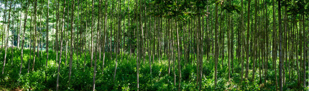 Panorama Wald 