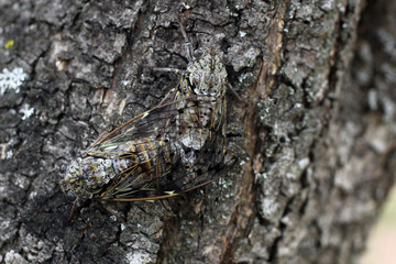 reproduction chez les cigales