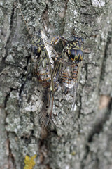 accouplement de cigale