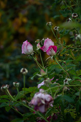 Pink rose buds surrounded by green , still in the garden