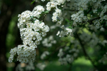 Spring flowers in the park in Brussels, Belgium