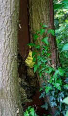 Obraz premium Spring flowers in the park in Brussels, Belgium