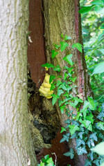 Spring flowers in the park in Brussels, Belgium
