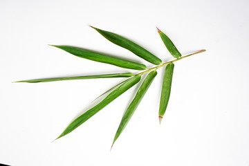bamboo isolated on white background