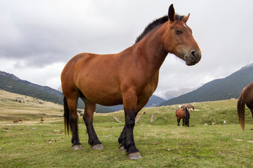 Brown horse in semi-freedom in the Pyrenees.
