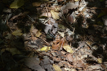 Talulah Gorge and River, with walkway